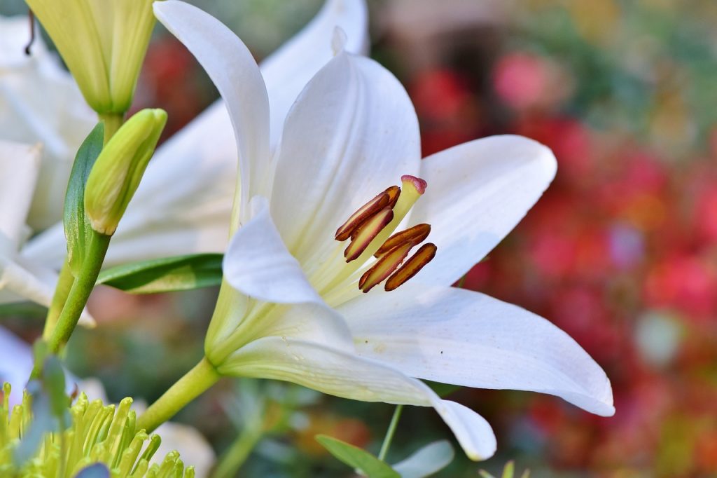 Lilia kwiaty