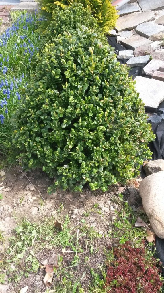 Bukszpan rotundifolia