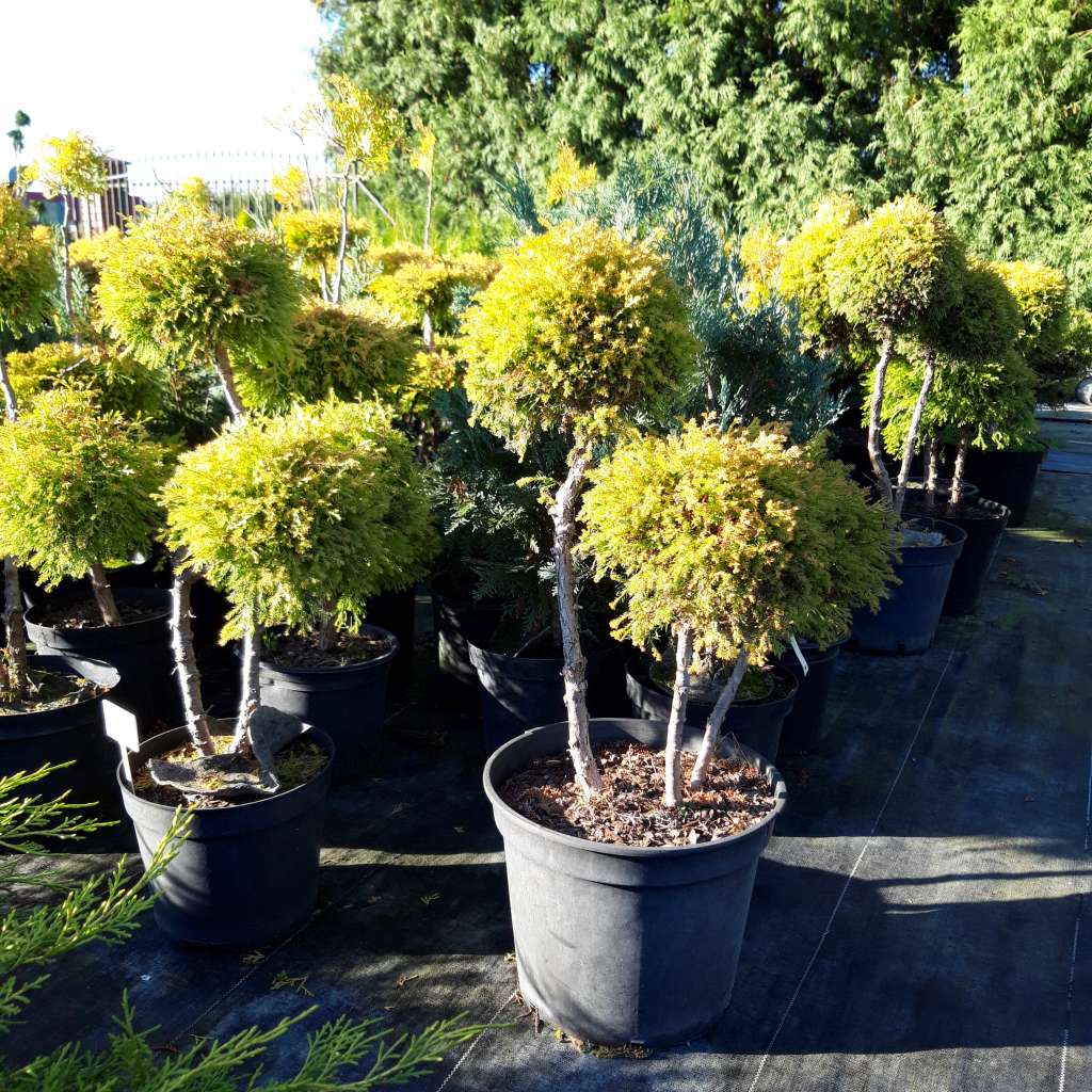 Tuja Rheingold bonsai