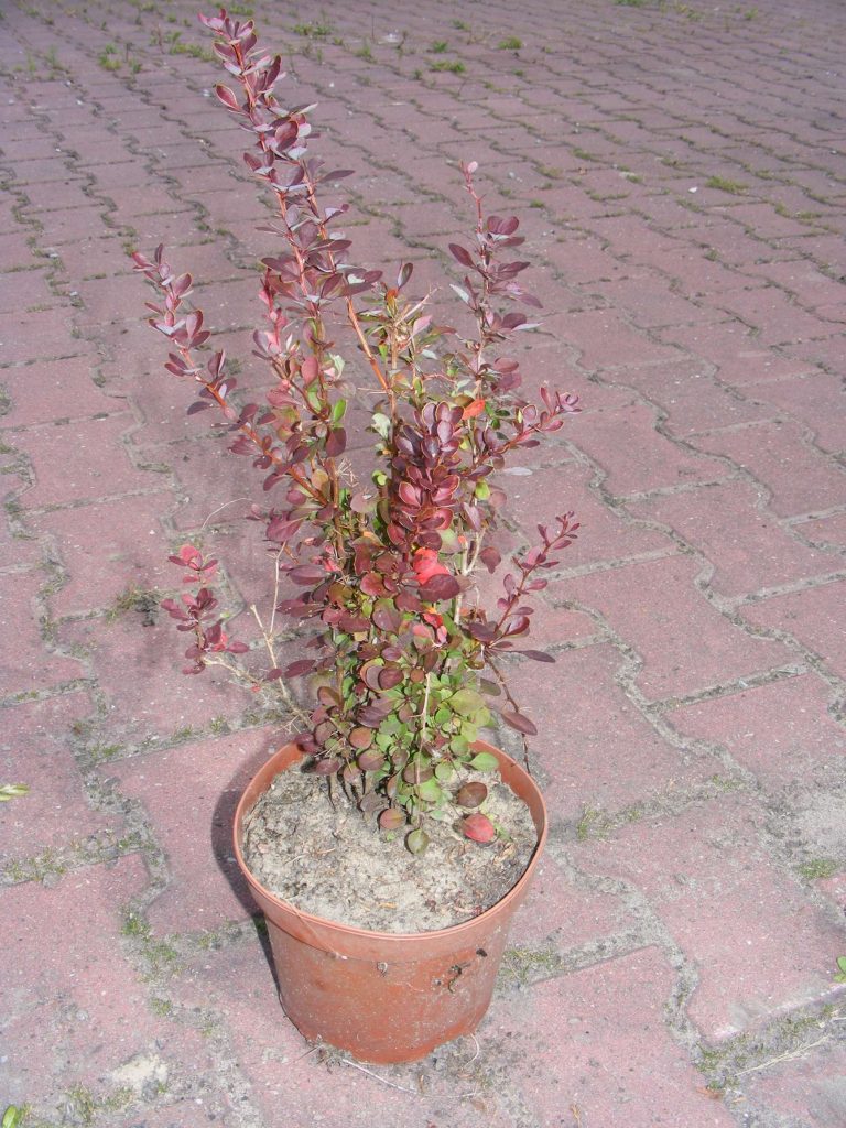 Berberys Thumberga Atropurpurera Nana