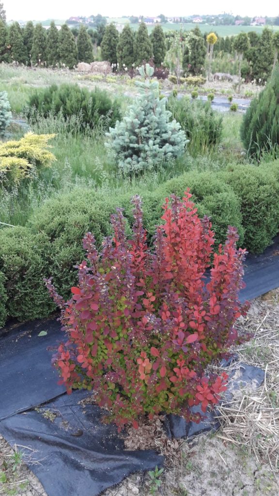 Berberys Thunberga Orange Rocket