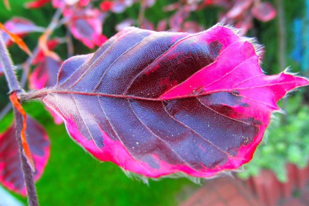 Buk Tricolor - liście