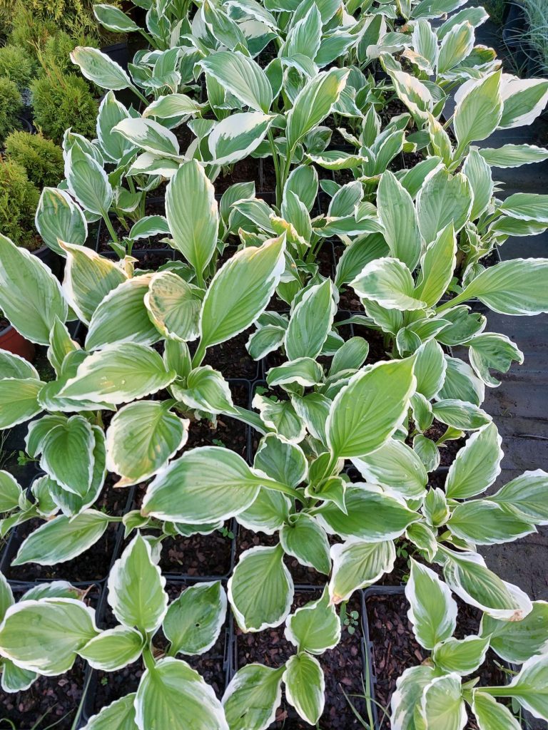 Funkia (hosta)