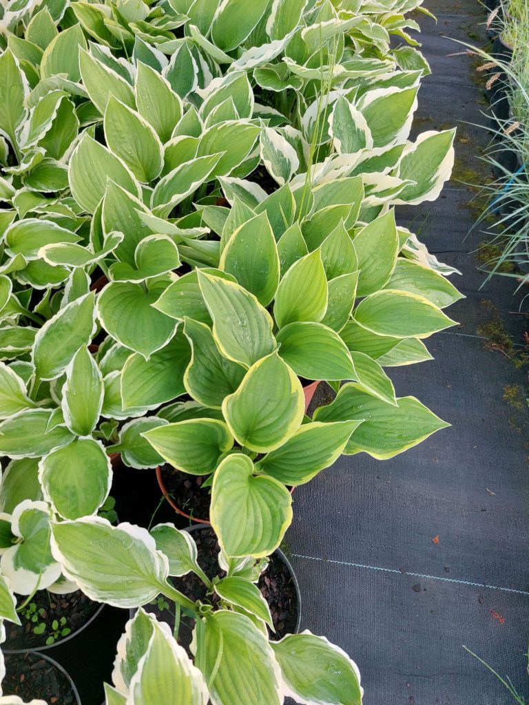 Funkia (hosta)