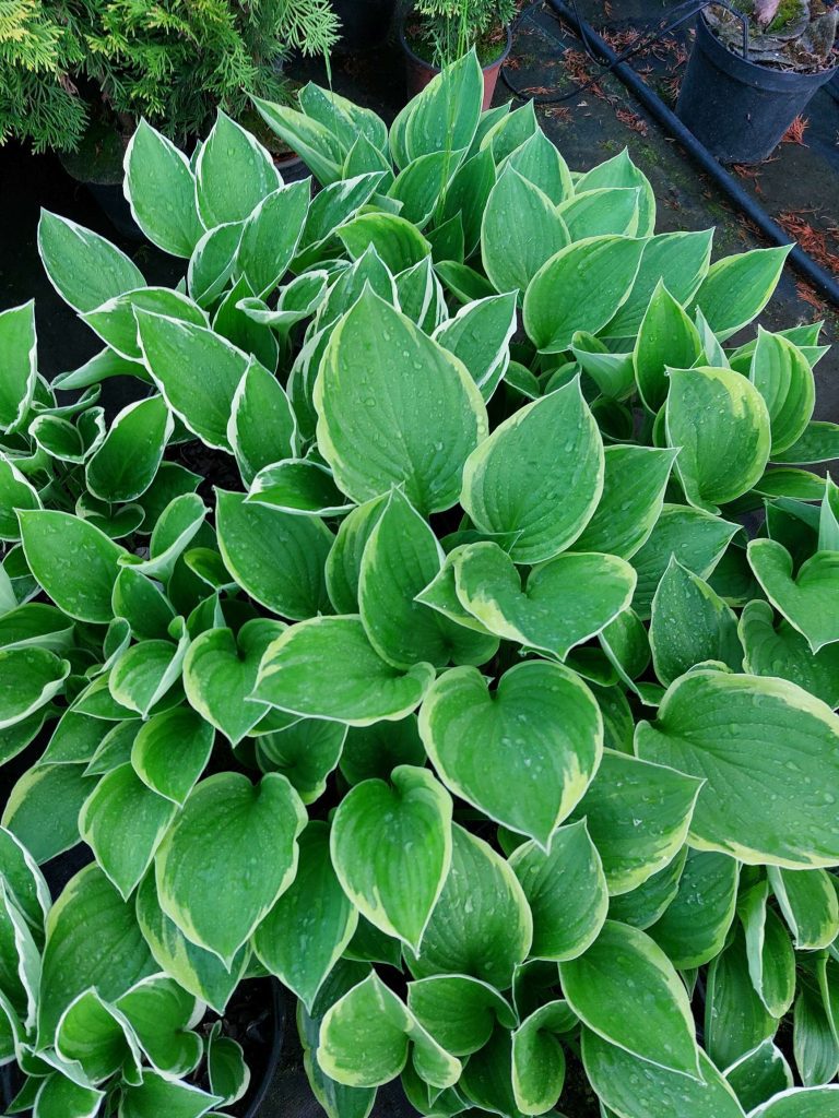 Funkia (hosta)