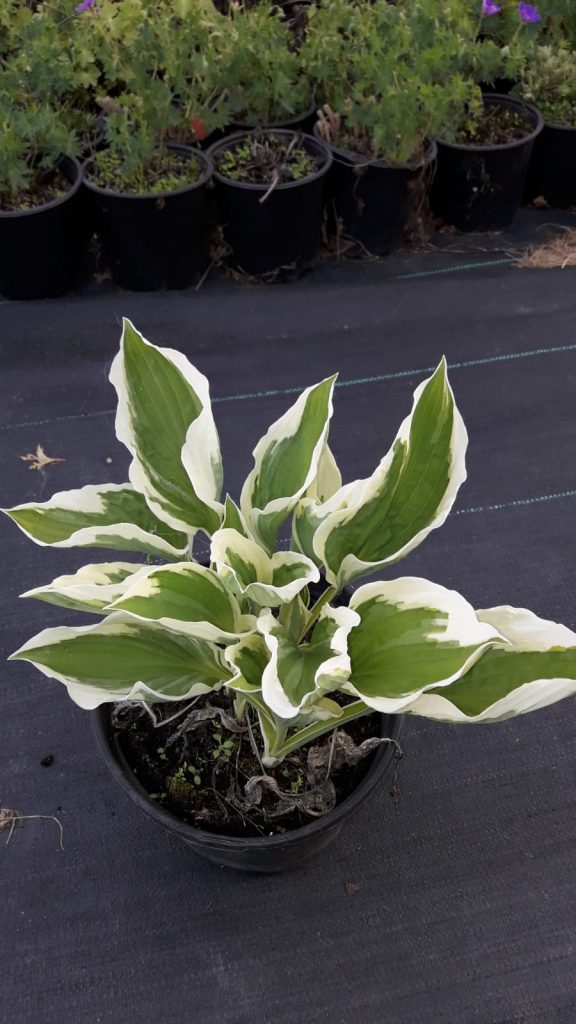 Funkia (hosta) - Patriot