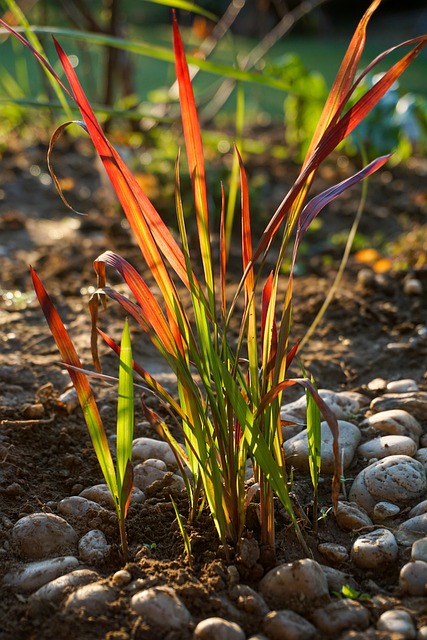 Imperata cylindryczna Red Baron