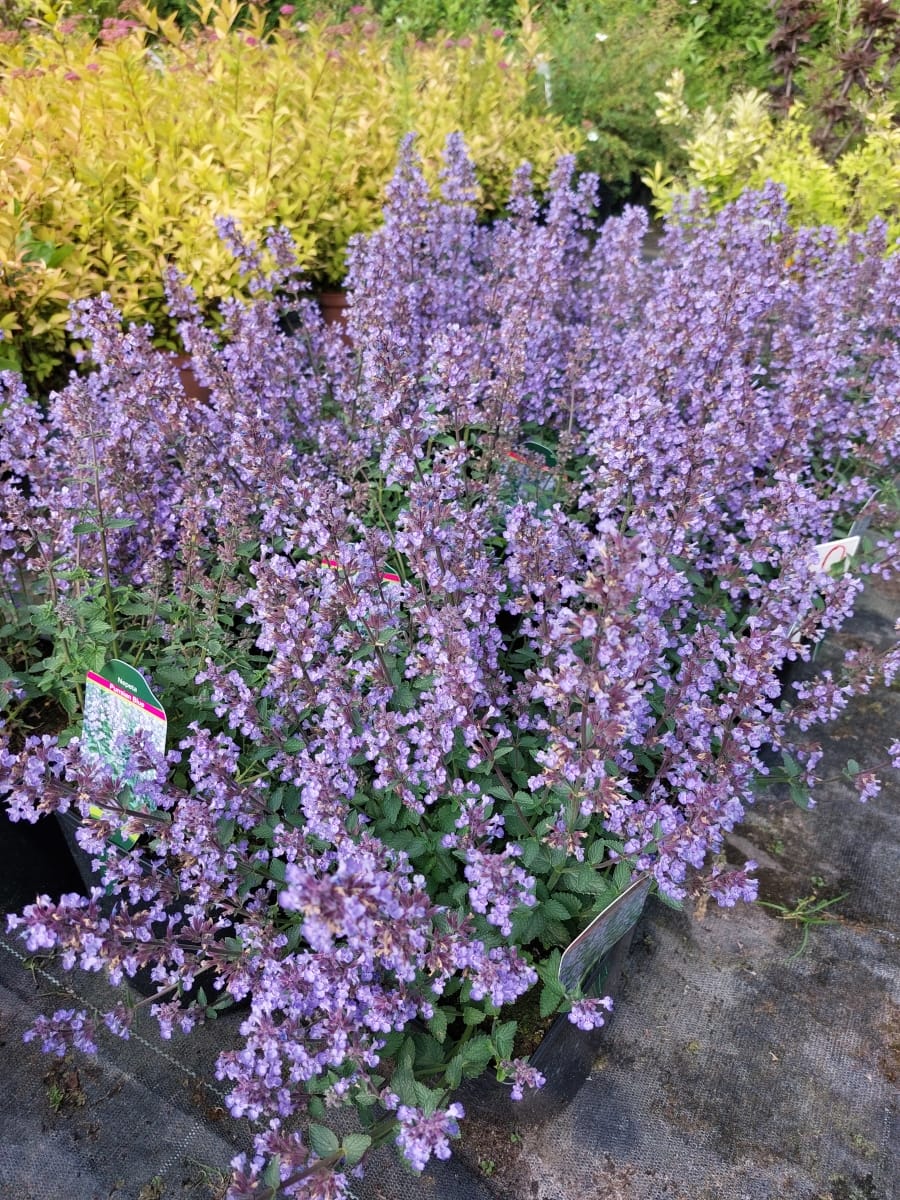 Kocimiętka Faassena – Nepeta x faassenii - Szkółka Sawanna