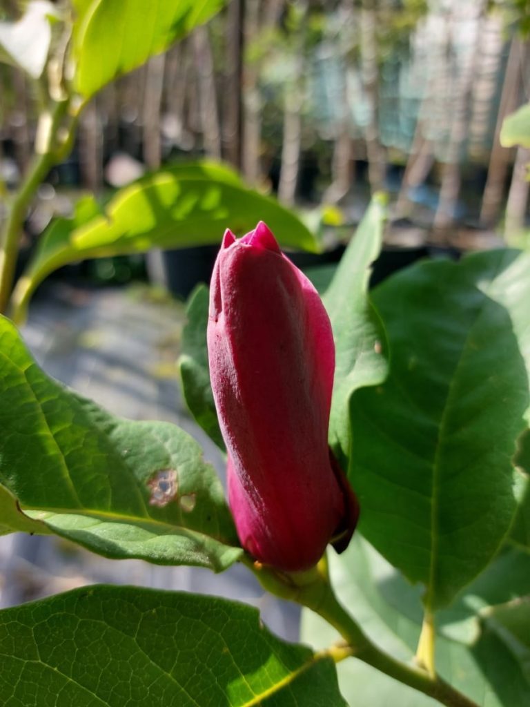 Magnolia