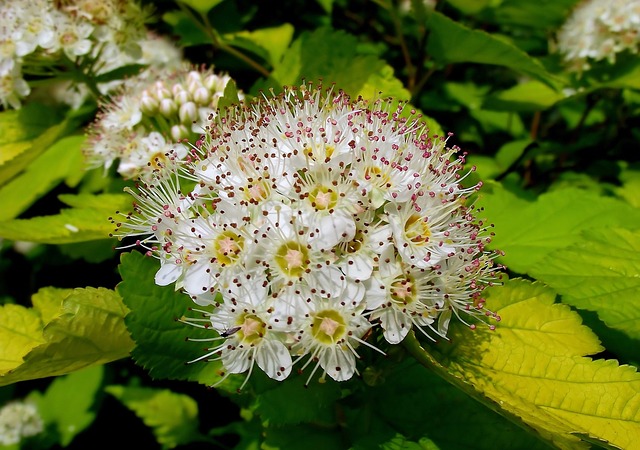 Pęcherznica - kwiat