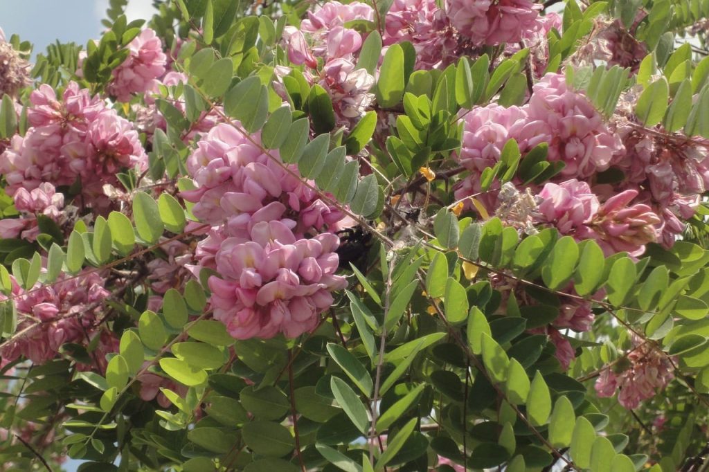 Robinia Hispida