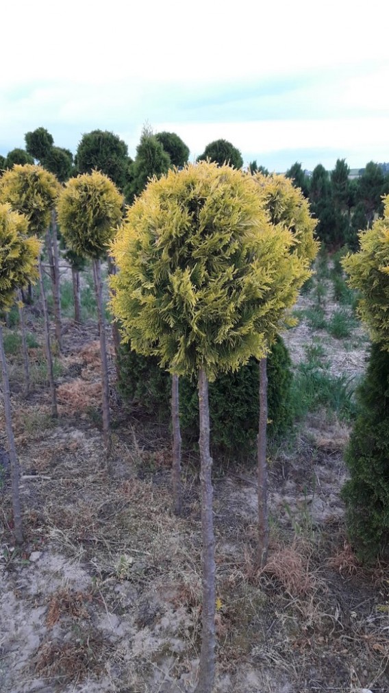 Tuja Aurescens na pniu