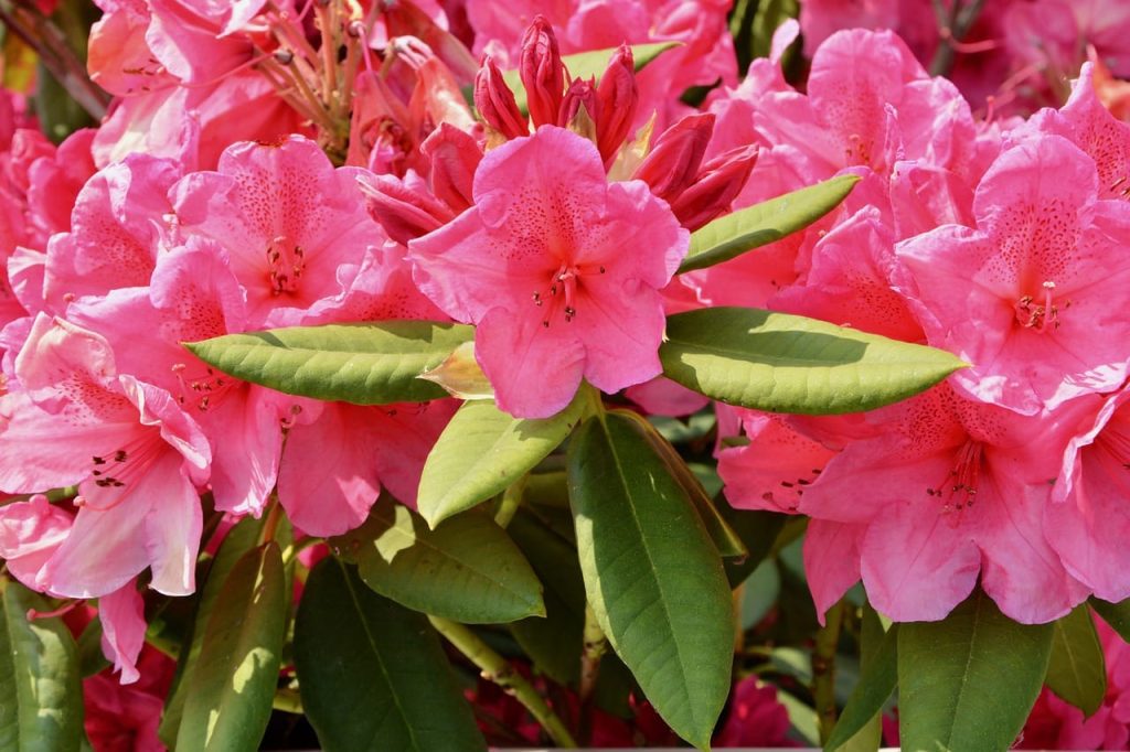 Różanecznik (Rododendron)