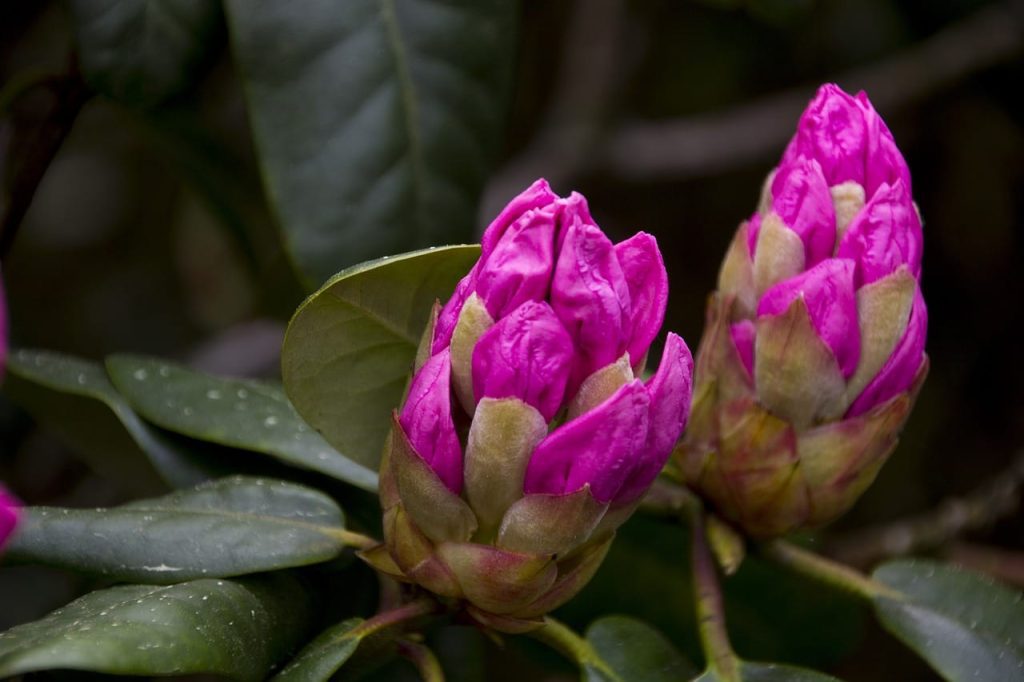 Różanecznik (Rododendron)