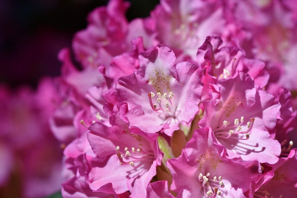 Różanecznik (Rododendron)