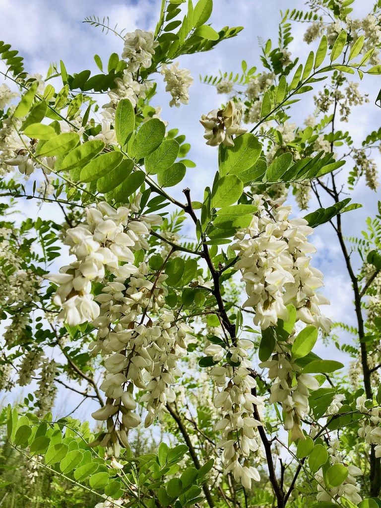 Robinia akacjowa