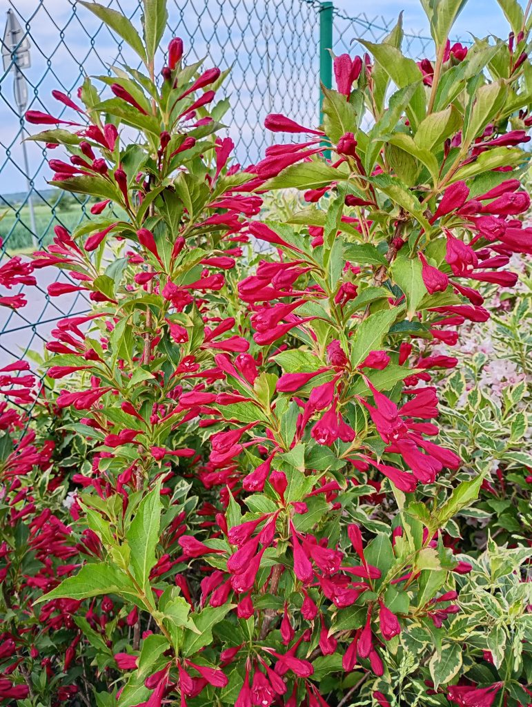 Krzewuszka Red Prince