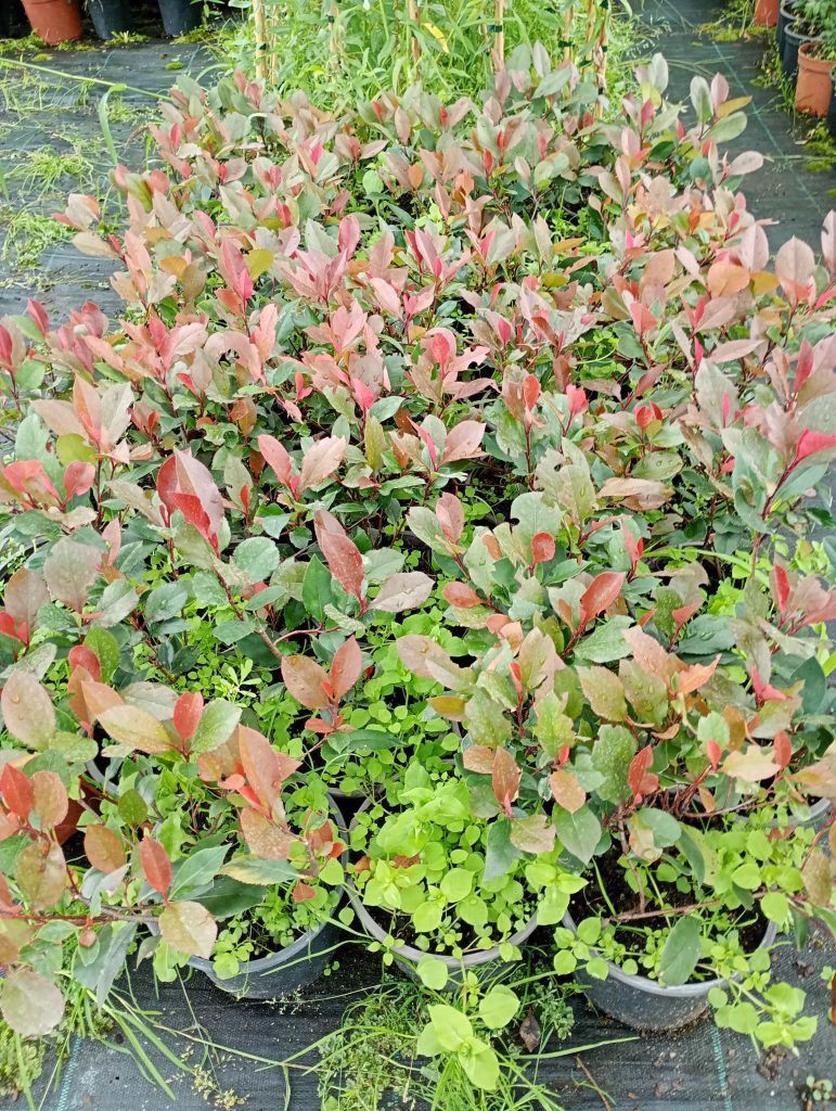 Głogownik Red Robin