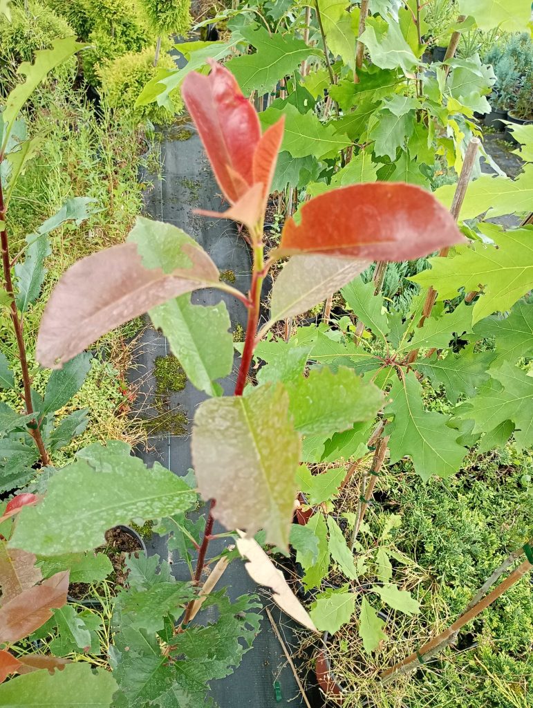 Głogownik Red Robin