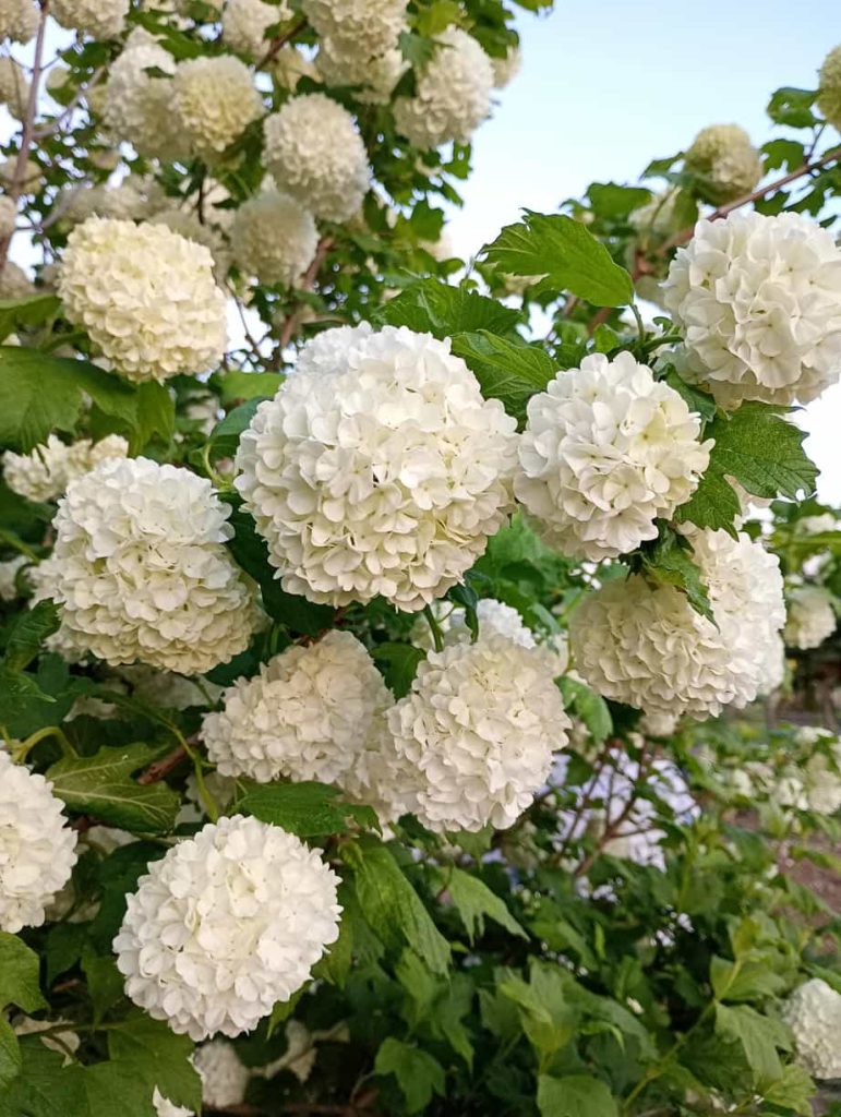 Kalina koralowa 'Roseum'