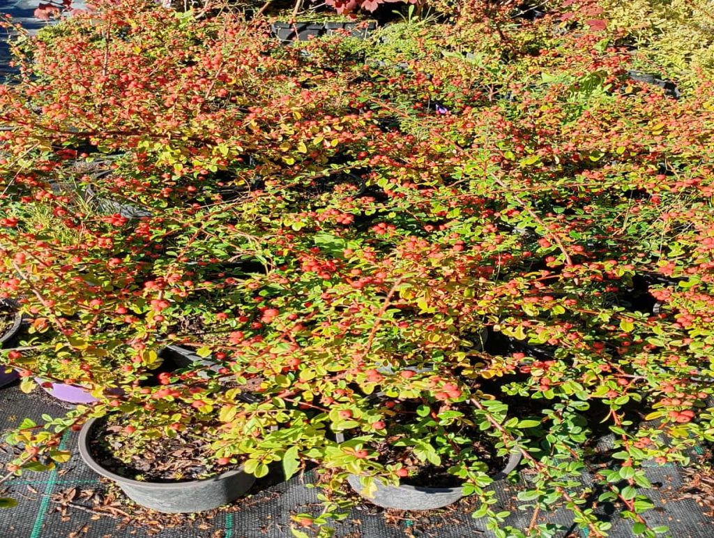 Irga szwedzka 'Coral Beauty'