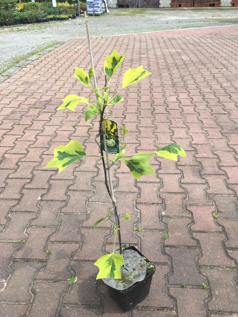 Tulipanowiec amerykański 'Argenteomarginata'