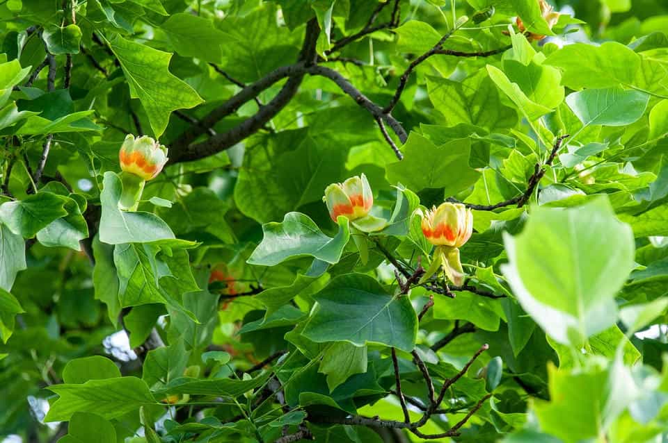 Tulipanowiec amerykański