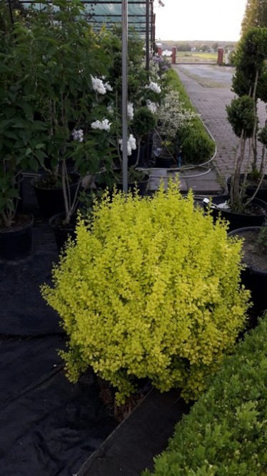 Berberys Thunberga Aurea Berberys Thunberga Aurea