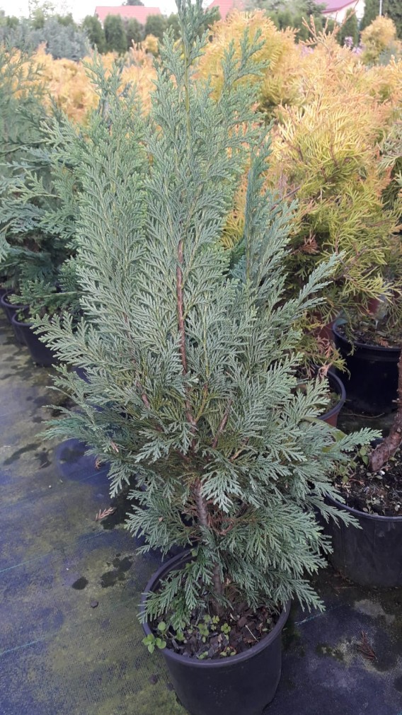 Cyprysik Lawsona Columnaris Cyprysik Lawsona Columnaris