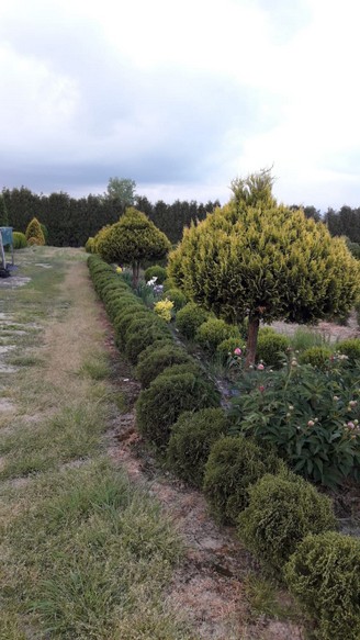 Cyprysik groszkowy Plumosa Aurea na pniu Cyprysik groszkowy Plumosa Aurea na pniu