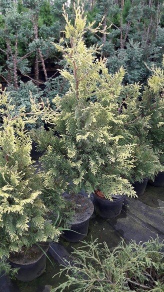 Cyprysik groszkowy Plumosa Aurea Cyprysik groszkowy Plumosa Aurea