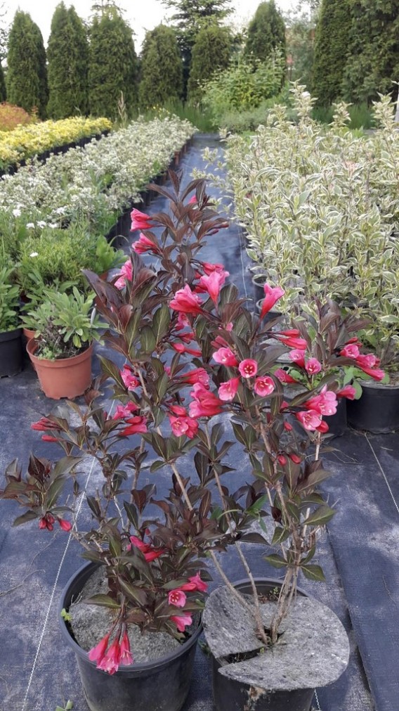 Krzewuszka Atropurpurea Nana Krzewuszka Atropurpurea Nana