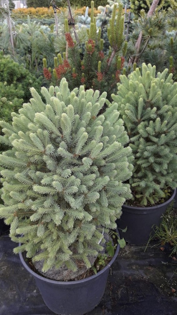 Swierk klujacy Pyramidalis Swierk klujacy Pyramidalis