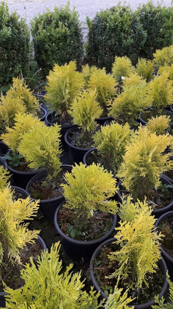 Thuja Amber Glow Thuja Amber Glow