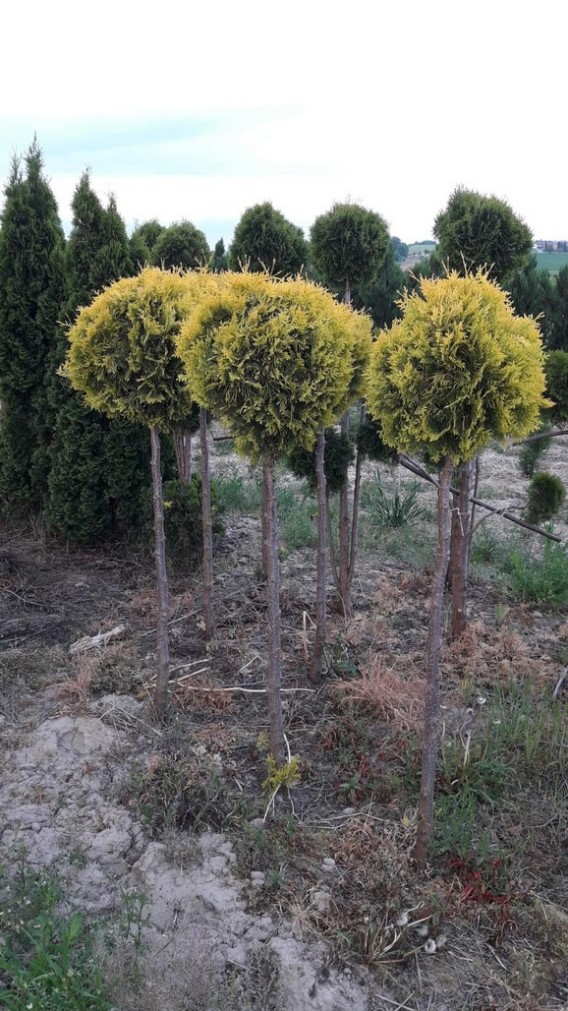 Thuja Aurescens na pniu Thuja Aurescens na pniu