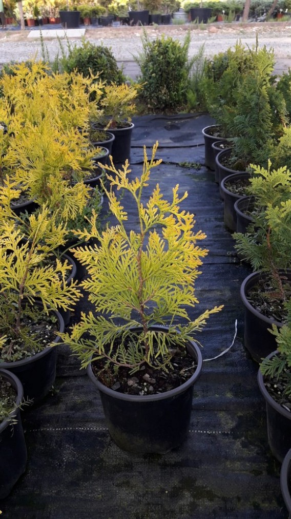 Thuja Aurescens Thuja Aurescens