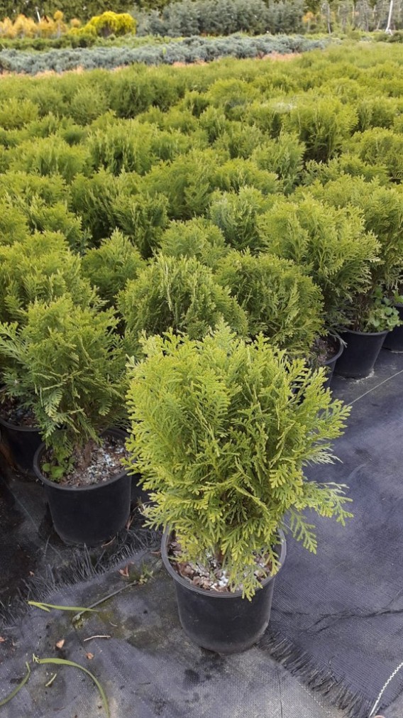 Thuja Danica Thuja Danica