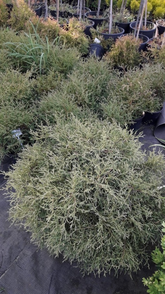 Thuja Mr Bowling Ball Thuja Mr Bowling Ball