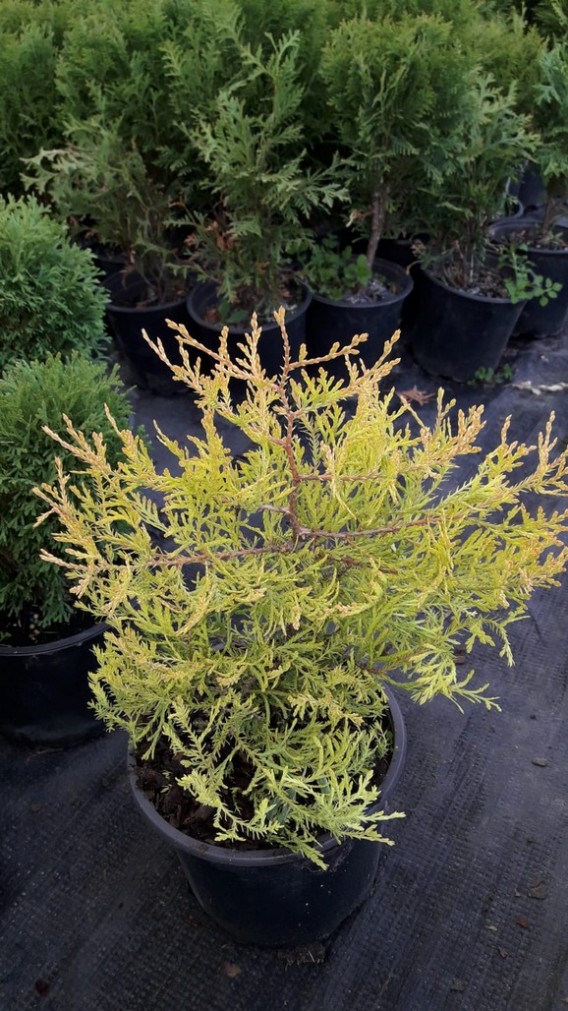 Thuja Rheingold Thuja Rheingold