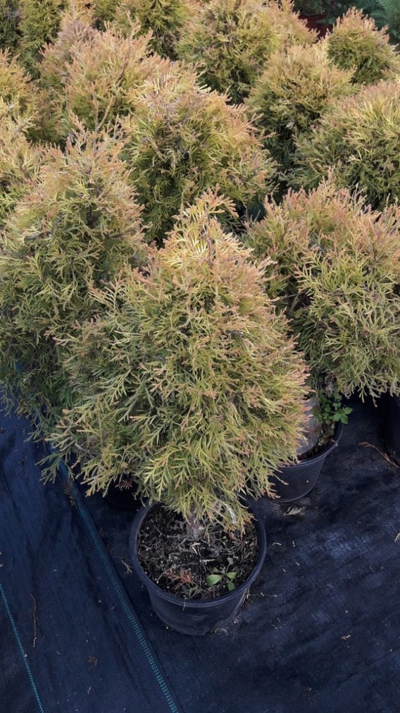 Thuja Rheingold Thuja Rheingold