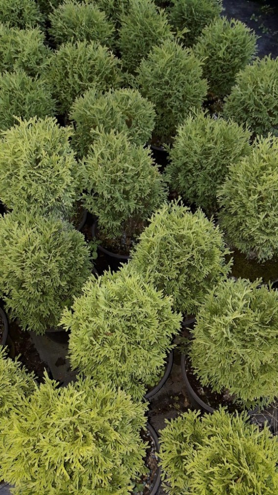 Thuja Tiny Tim Thuja Tiny Tim