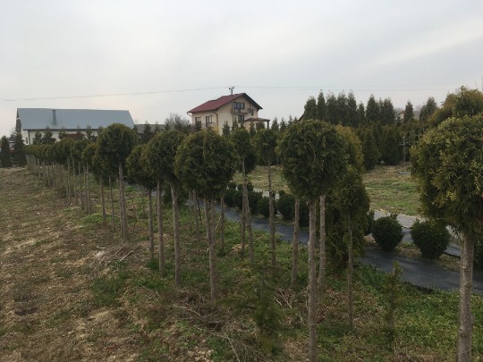 Thuja smaragd na pniu w gruncie Thuja smaragd na pniu w gruncie