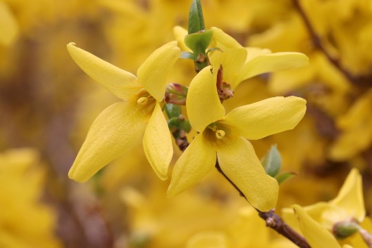 kwiaty forsycji kwiaty forsycji